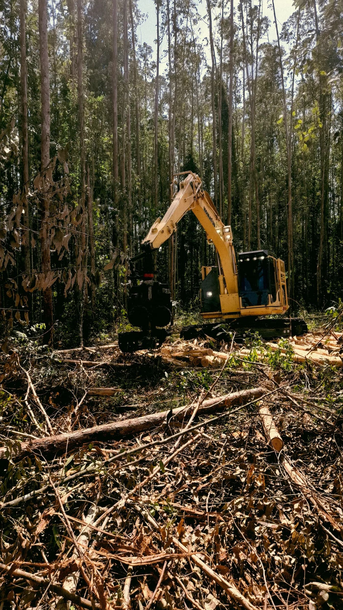 Colheitadeira florestal em operação de corte em povoamento de eucalipto