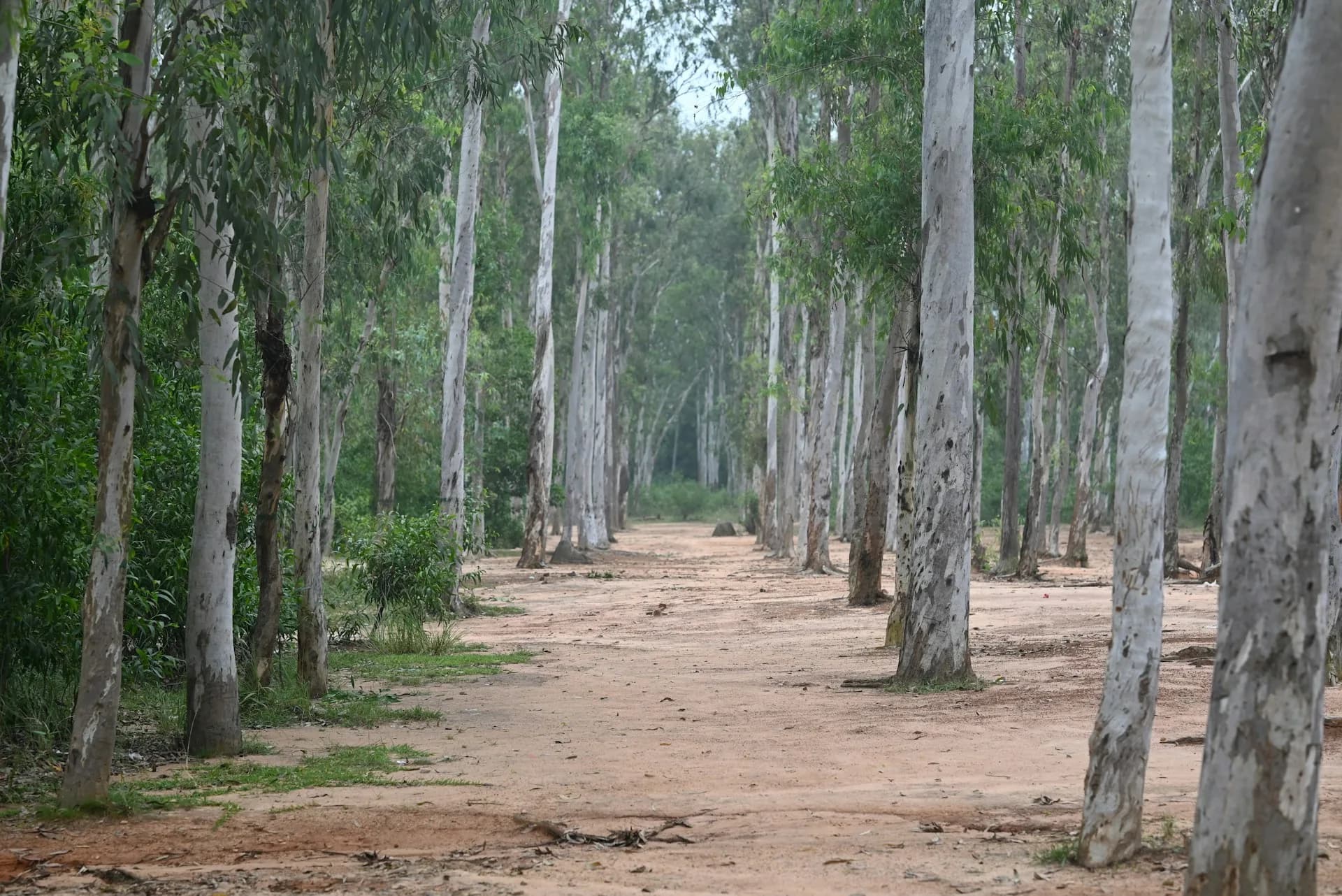 Estrada de terra entre fileiras de eucalipto em povoamento florestal