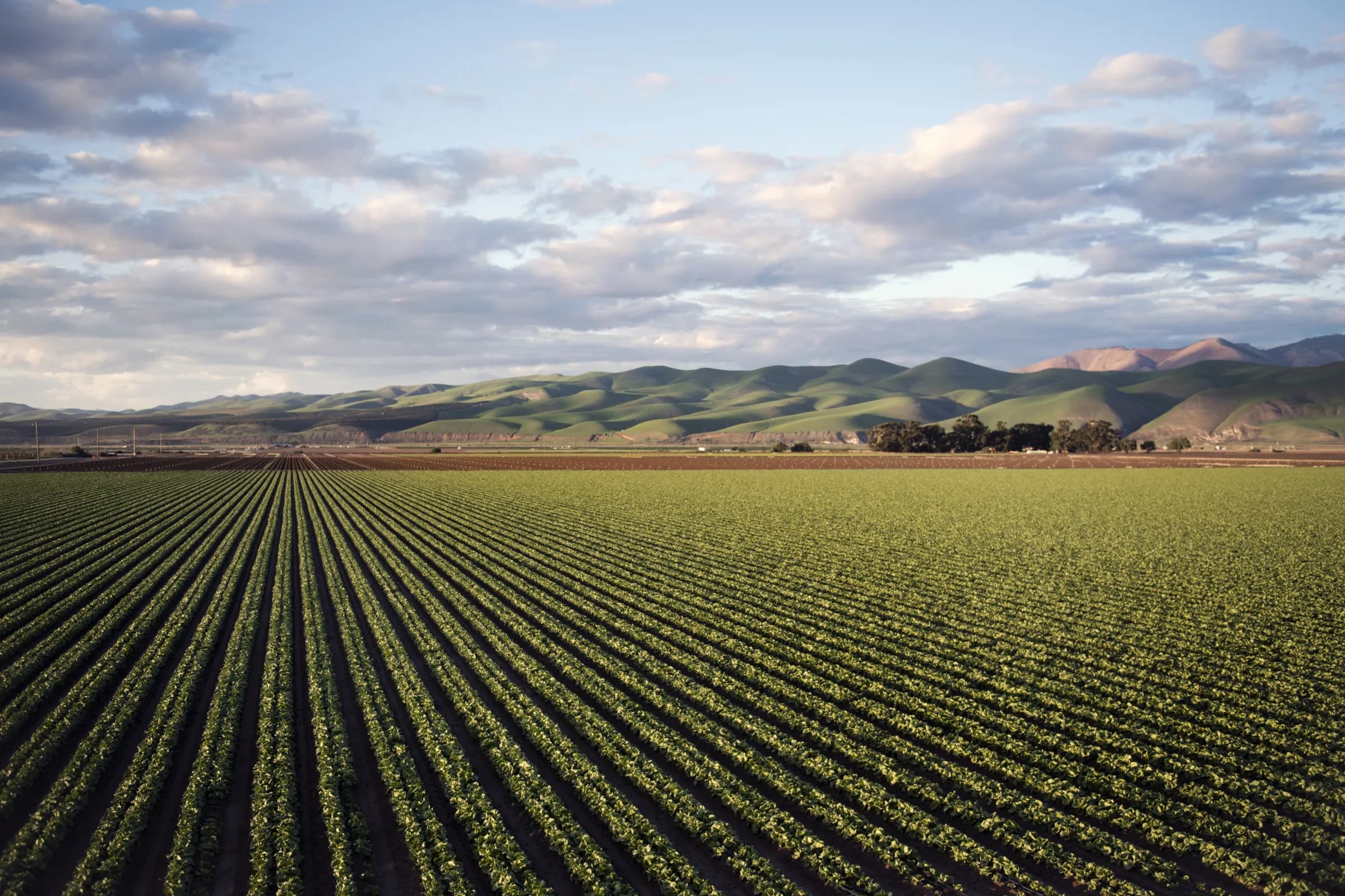 Vista aérea de área agrícola próxima a montanhas, com campos verdes e talhões demarcados